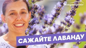 Магия лаванды: создали фиолетовое чудо у себя в саду/ Ученицы Strogoorganic