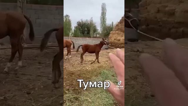 Атышулы Тұмар #кокпар #kokpar #көкпар #кокбору #кино #майнкрафт #спорт #стрим #тикток #игры #инста смотреть онлайн
