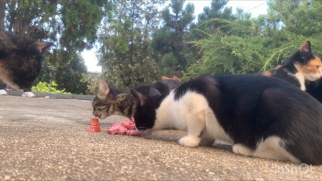 Кормлю котяток на территории пансионата (обязательно смотрите до конца) смотреть онлайн