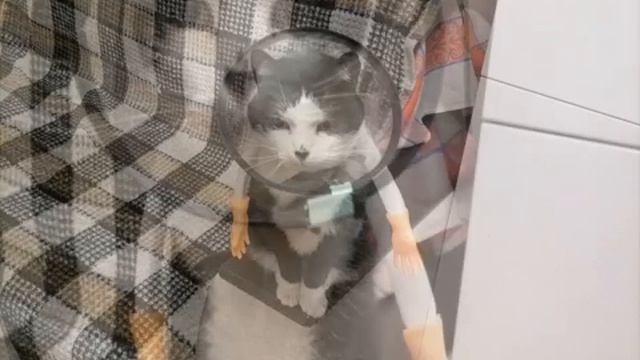 Кошачий кинематограф ) смотреть онлайн