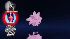 24-04-2025 Восстановление всех суставов ног. Матрица Гаряева.