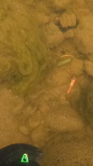 ЗОЛОТОЕ ДНО