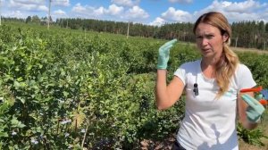 Голубика как альтернатива.В гостях у Ирины Каратай. Ф.Х.«Никольское» . Беларусь