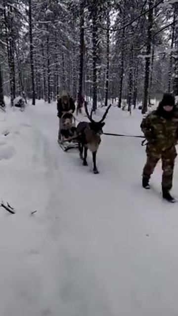 Прогулки с оленем Альфом смотреть онлайн
