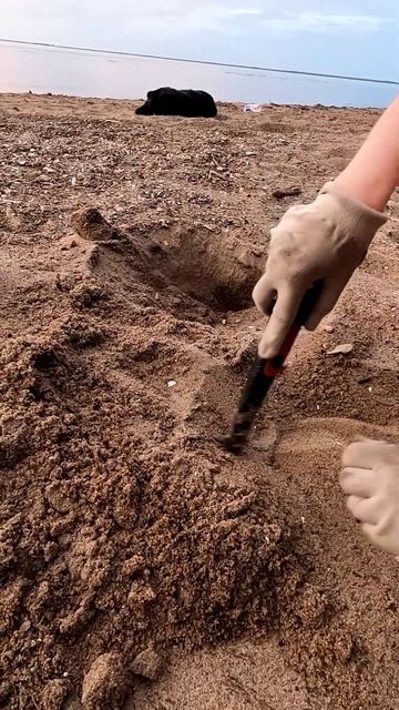 Всё внимание на лабрадора) проверяем сигнал металлоискателя на берегу Волги, в поисках клада смотреть онлайн