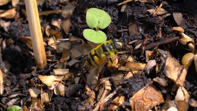 A hover fly lays eggs in my pot's soil, in 4K смотреть онлайн