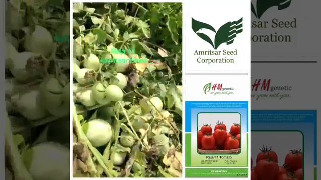 Amritsar Seed Tomato Raja F1