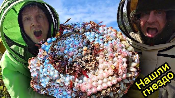 ✅Нашли ГНЕЗДО Гигантских ШЕРШНЕЙ под землёй ☠ ИСКУСАЛИ😱Обезвреживаем дымвухой опасный РОЙ ДИКИХ ОС смотреть онлайн