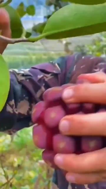 what fruit? apple, watermelon, mango, orange, dan strawberry #shorts смотреть онлайн