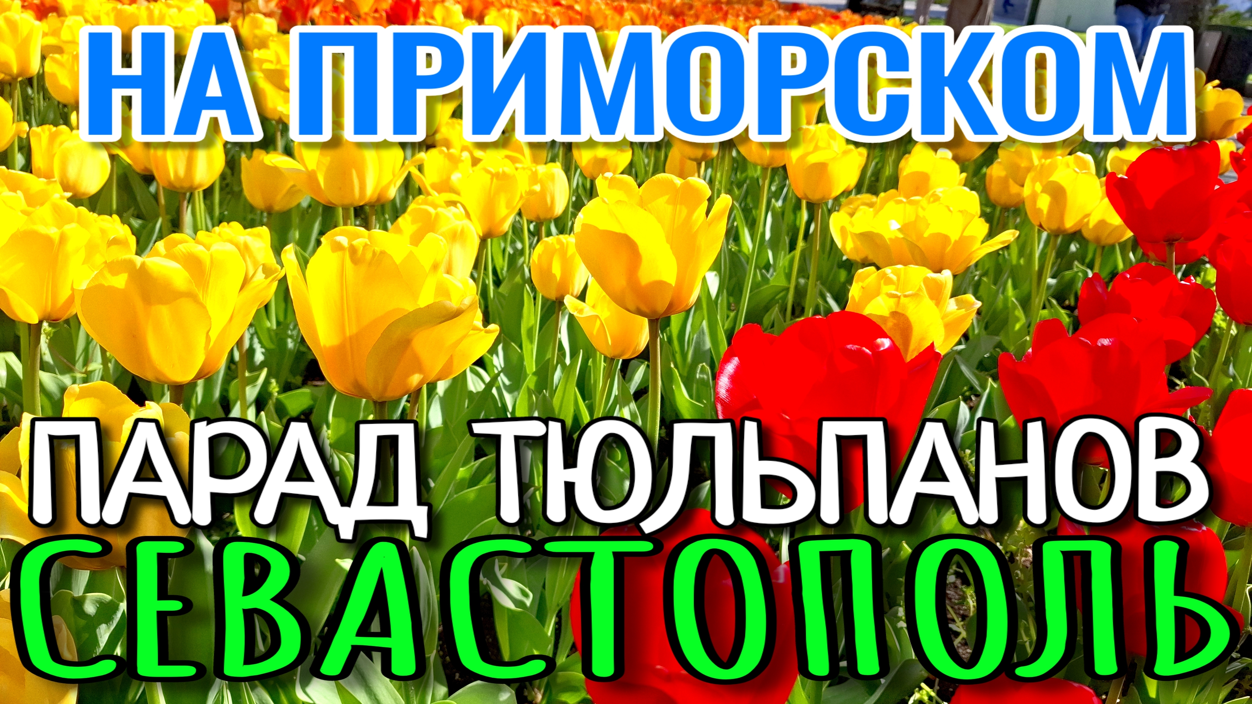 СЕВАСТОПОЛЬ. ПАРАД ТЮЛЬПАНОВ НА ПРИМОРСКОМ БУЛЬВАРЕ. АПРЕЛЬСКИЕ КРАСКИ. #севастополь смотреть онлайн