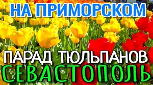 СЕВАСТОПОЛЬ. ПАРАД ТЮЛЬПАНОВ НА ПРИМОРСКОМ БУЛЬВАРЕ. АПРЕЛЬСКИЕ КРАСКИ. #севастополь