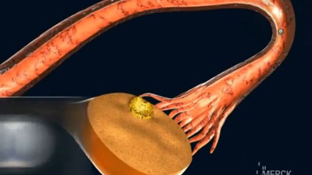 фолликулогенез, овуляция, оплодотворение, имплантация смотреть онлайн