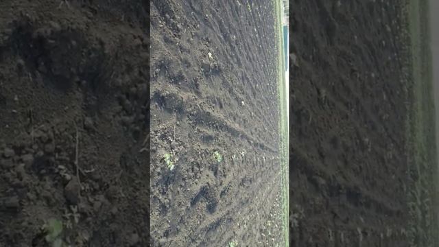 Мой огород---посадка смотреть онлайн