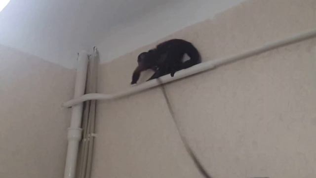 2015.03.02 Обезьяна капуцин Масяня. В гостях. смотреть онлайн