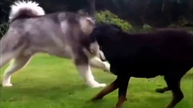 Гав гав: приколы :) смотреть онлайн