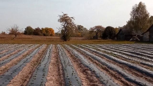 #stawberry#агросфера#полуниця Садим клубнику 1 октября. Грибной сезон в самом разгаре. смотреть онлайн