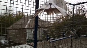 Николаевские голуби 2020 Шулика