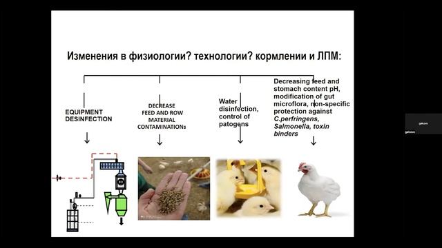Margarita Galtsova. Prevention of bacterial infections in poultry farming in conditions... смотреть онлайн