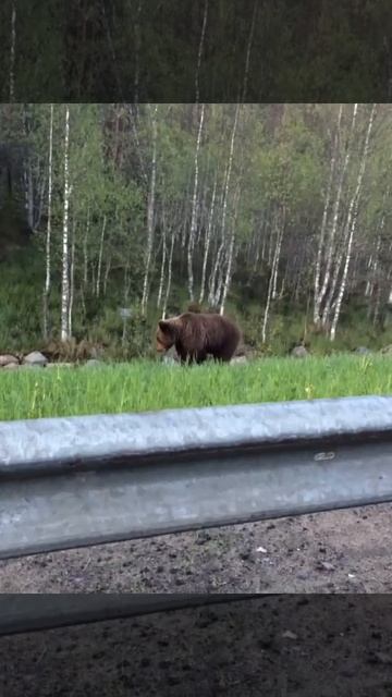 медведь на трассе в Карелии смотреть онлайн