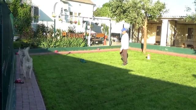 Выгул Сибирский хаски Лео смотреть онлайн