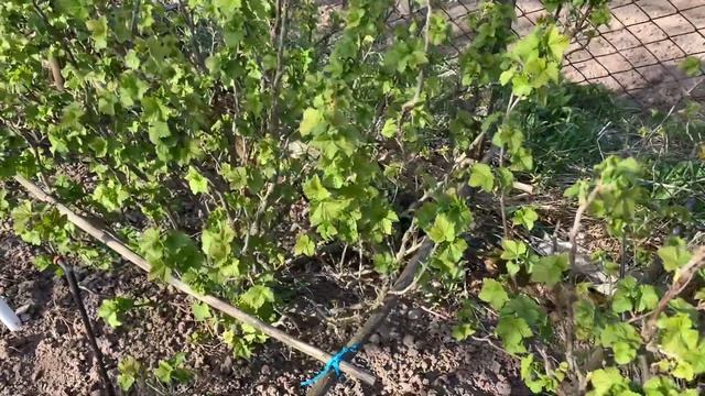 А у нас Гости! На дачу прибежал ЁЖИК 🦔 смотреть онлайн