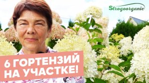 Такие гортензии захочет каждый садовод / Ученицы Strogoorganic