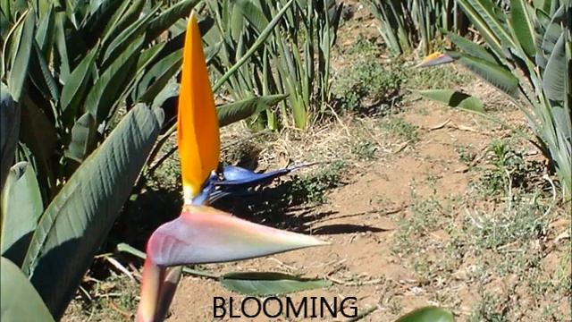 Birds of Paradise Cultivation & production смотреть онлайн