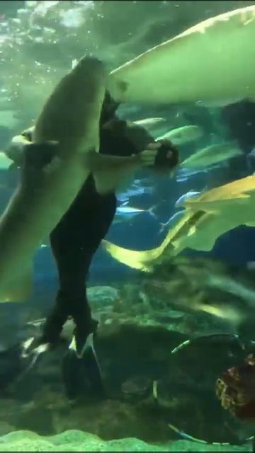 Акула танцует 🦈 смотреть онлайн