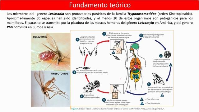 Leishmania смотреть онлайн