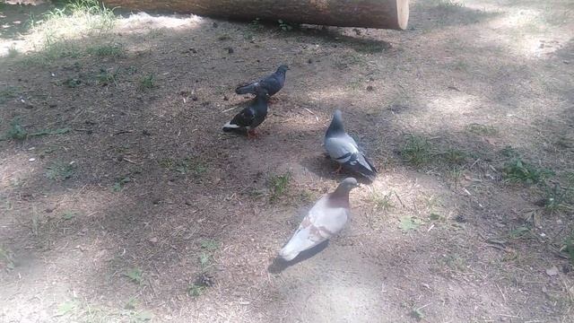 Лесные голуби🕊️🕊️🕊️🕊️ смотреть онлайн