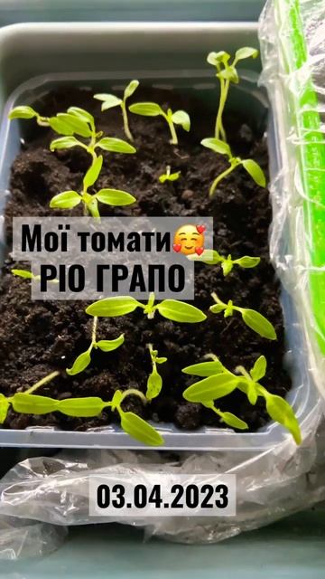 Томати РІО ГРАПО #дача #shorts #влог смотреть онлайн