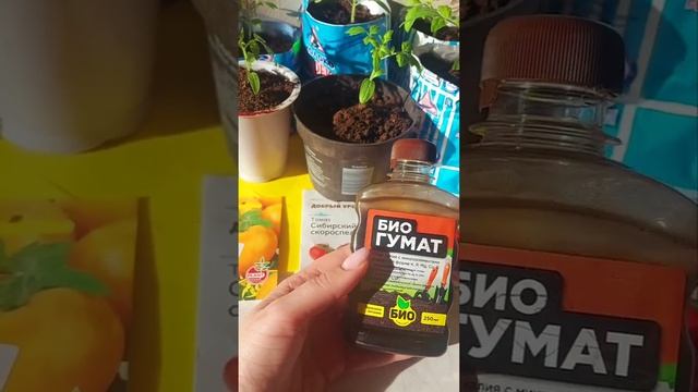 томаты🍅 для раннего урожая.Детерминантные сорта смотреть онлайн