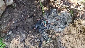 Землеройка уничтожает теплицу. Борьба продолжается. Хитрый отпугиватель сработает?