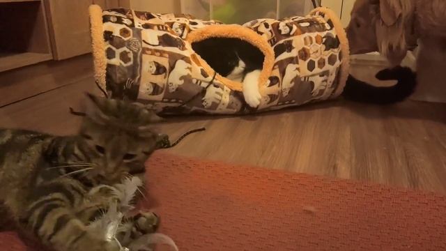 Cute, funny cat compilation video - pussy cat playtime! 可爱的猫 смотреть онлайн