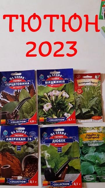 ТЮТЮН 2023. Сорти тютюну які будемо вирощувати у цьому сезоні. Аматорське тютюнництво. смотреть онлайн