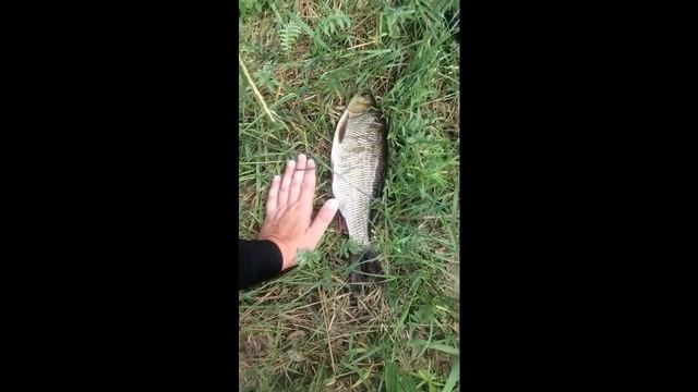 Подводная охота на мелководье, стрельба в язя смотреть онлайн