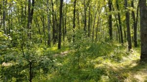 04.07.2024 г Пруд Звягинки/ Опытный пруд в Звягинках/ Звягинский Верхний пруд/ Красивая природа