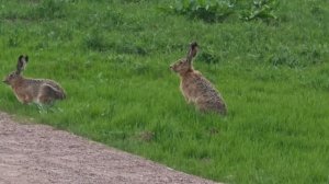 Зайцы напротив Крокуса,  около МКАД, со стороны Спасского залива.