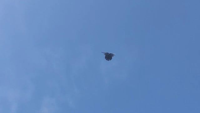 Голуби СВГ Сергиенко Д.С. 08.06.2023 смотреть онлайн