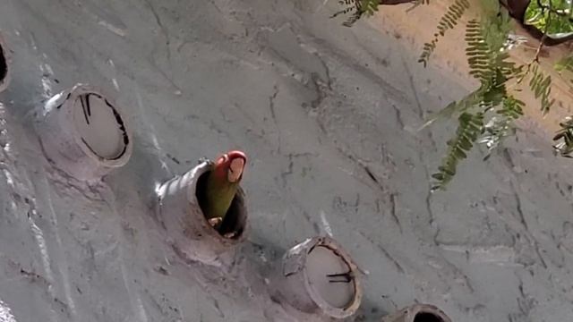 Mitred Parakeet Bird Miami, Florida Tropical Birds Find Perfect Perch for Cozy Nest смотреть онлайн