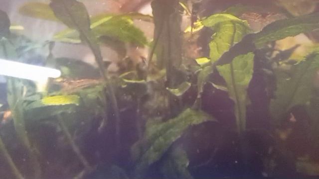 Подобное в подобном. смотреть онлайн