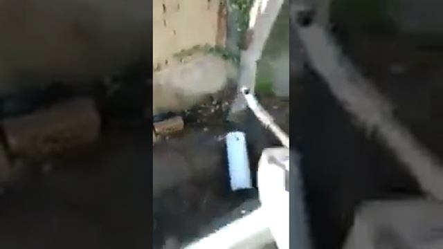 Мужчина застрелил кошку из пневматики. Его ищет милиция смотреть онлайн