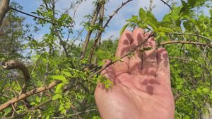 Пасека. Краснодарский край. Скоро начнет цвести белая акация. 24 апреля 2025