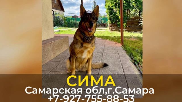 Пропала собака! СИМА. 14 лет. Самарская обл, г.Самара смотреть онлайн