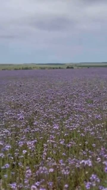 Семена пижмолистной Фацелии 😍 является хорошим сидератом☘️ и медоносом🍯https://ozon.ru/t/Z6jK4qZ