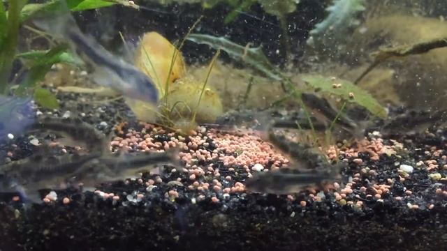 Aspidoras spilatus feeding Time смотреть онлайн