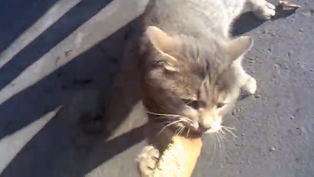 КОТ И ВАЛЕРЬЯНКА2.mp4 смотреть онлайн