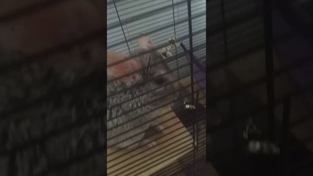 шиншила-порода крысы смотреть онлайн