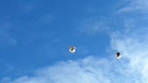 николаевские голуби 2018