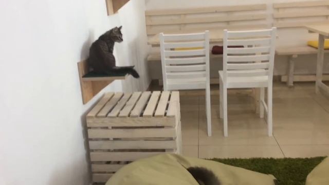 Коти . Ржач . Пріколи з котами . Котяче кафе Львов смотреть онлайн